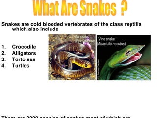 Snakes are cold blooded vertebrates of the class reptilia
   which also include


1.   Crocodile
2.   Alligators
3.   Tortoises
4.   Turtles
 