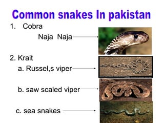 1. Cobra
       Naja Naja

2. Krait
   a. Russel,s viper

  b. saw scaled viper

 c. sea snakes
 