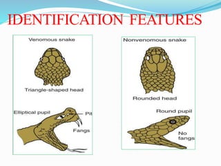 IDENTIFICATION FEATURES
 
