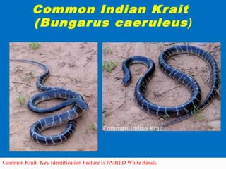 Common Krait- Key Identification Feature Is PAIRED White Bands.
 