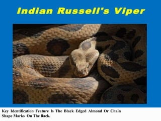 Key Identification Feature Is The Black Edged Almond Or Chain
Shape Marks On The Back.
 