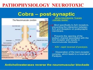 PATHOPHYSIOLOGY NEUROTOXIC
 