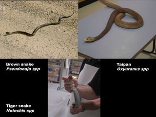 Brown snake      Taipan
Pseudonaja spp   Oxyuranus spp




Tiger snake
Notechis spp
 
