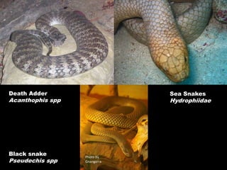 Death Adder                   Sea Snakes
Acanthophis spp               Hydrophiidae




Black snake       Photo by
Pseudechis spp    Gnangarra
 