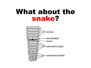 What about the
   snake?
 