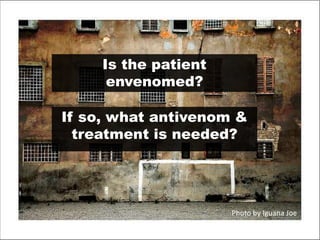 Is the patient
      envenomed?

If so, what antivenom &
  treatment is needed?




                      Photo by Iguana Joe
 