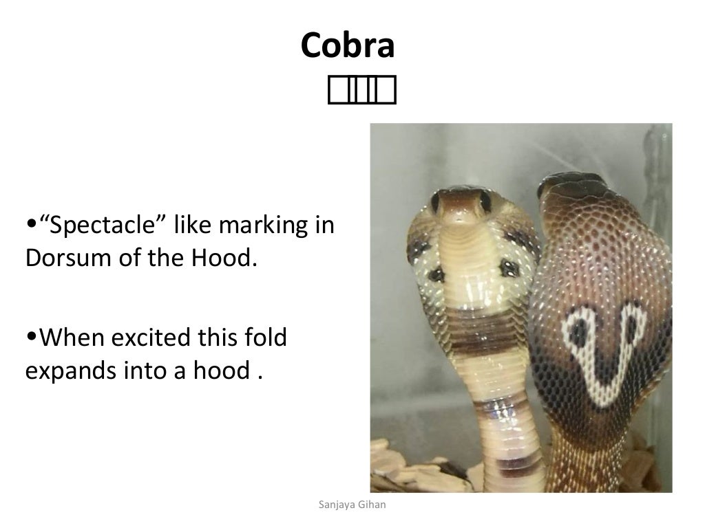 Snake bite,first aid, antivenom treatment and ward management