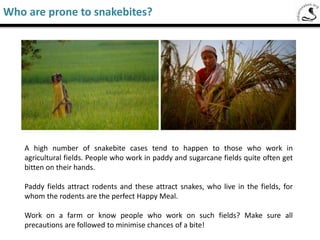 Saw-Scaled Viper
The Big Four of India
Saw-scaled viper (Echis carinatus)
 