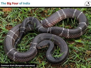 The Big Four of India
Common cobra Common krait Russell’s viper Saw-scaled viper
• The most common and widely spread venomous snakes of India.
• Together they cause more than 90% of the snake bite deaths in the country
and therefore are known as The Big Four.
• Found in human habitations and even in the middle of urban areas.
There are other venomous snakes including
banded krait, black krait, monocellate cobra, pit
vipers which equally dangerous to human lives.
Their distribution is, however, limited to certain
geographic locations of the country.
 