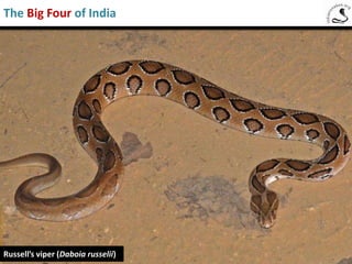 Common Cobra (Naja naja)
The Big Four of India
 