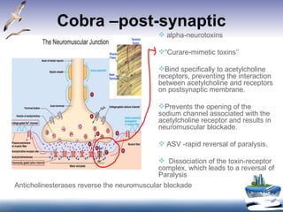 Cobra –post-synaptic alpha-neurotoxins “ Curare-mimetic toxins’’ Bind specifically to acetylcholine receptors, preventing the interaction between acetylcholine and receptors on postsynaptic membrane. Prevents the opening of the sodium channel associated with the acetylcholine receptor and results in neuromuscular blockade. ASV -rapid reversal of paralysis.  Dissociation of the toxin-receptor complex, which leads to a reversal of Paralysis Anticholinesterases reverse the neuromuscular blockade 