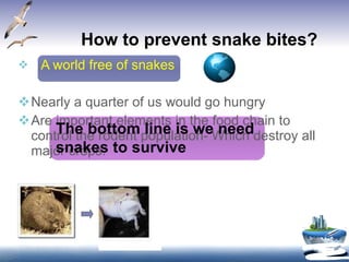 How to prevent snake bites? A world free of snakes Nearly a quarter of us would go hungry Are important elements in the food chain to control the rodent population- Which destroy all major crops. The bottom line is we need snakes to survive 