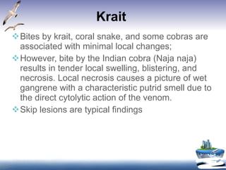 Krait  Bites by krait, coral snake, and some cobras are associated with minimal local changes;  However, bite by the Indian cobra (Naja naja) results in tender local swelling, blistering, and necrosis. Local necrosis causes a picture of wet gangrene with a characteristic putrid smell due to the direct cytolytic action of the venom.  Skip lesions are typical findings 