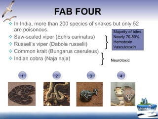 FAB FOUR In India, more than 200 species of snakes but only 52 are poisonous.  Saw-scaled viper (Echis carinatus) Russell’s viper (Daboia russelii)  Common krait (Bungarus caeruleus) Indian cobra (Naja naja) Majority of bites Nearly 70-80% Hemotoxin Vasculotoxin Neurotoxic 1 2 4 3 