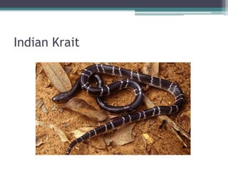 Indian Krait
 