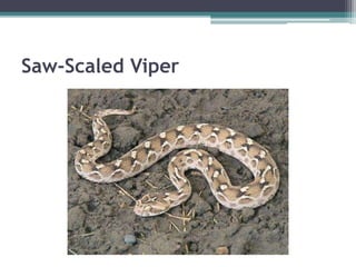 Saw-Scaled Viper
 