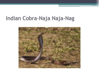 Indian Cobra-Naja Naja-Nag
 