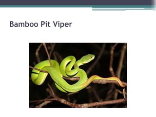 Bamboo Pit Viper
 