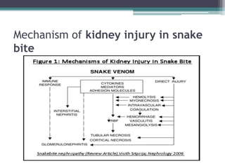 Mechanism of kidney injury in snake
bite
 
