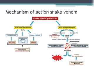 Mechanism of action snake venom
 