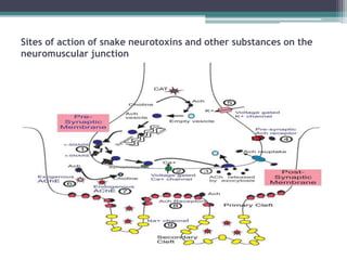 Sites of action of snake neurotoxins and other substances on the
neuromuscular junction
 
