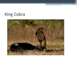 King Cobra
 