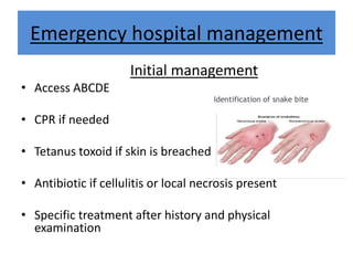 Emergency hospital management
Initial management
• Access ABCDE
• CPR if needed
• Tetanus toxoid if skin is breached
• Antibiotic if cellulitis or local necrosis present
• Specific treatment after history and physical
examination
 