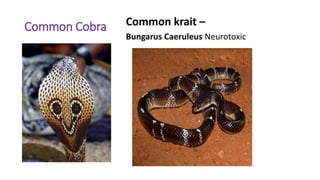 Common Cobra Common krait –
Bungarus Caeruleus Neurotoxic
 
