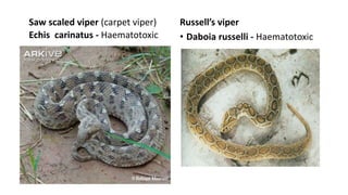 Saw scaled viper (carpet viper)
Echis carinatus - Haematotoxic
Russell’s viper
• Daboia russelli - Haematotoxic
 