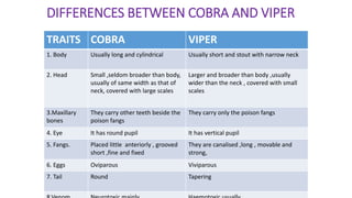 DIFFERENCES BETWEEN COBRA AND VIPER
TRAITS COBRA VIPER
1. Body Usually long and cylindrical Usually short and stout with narrow neck
2. Head Small ,seldom broader than body,
usually of same width as that of
neck, covered with large scales
Larger and broader than body ,usually
wider than the neck , covered with small
scales
3.Maxillary
bones
They carry other teeth beside the
poison fangs
They carry only the poison fangs
4. Eye It has round pupil It has vertical pupil
5. Fangs. Placed little anteriorly , grooved
short ,fine and fixed
They are canalised ,long , movable and
strong,
6. Eggs Oviparous Viviparous
7. Tail Round Tapering
 