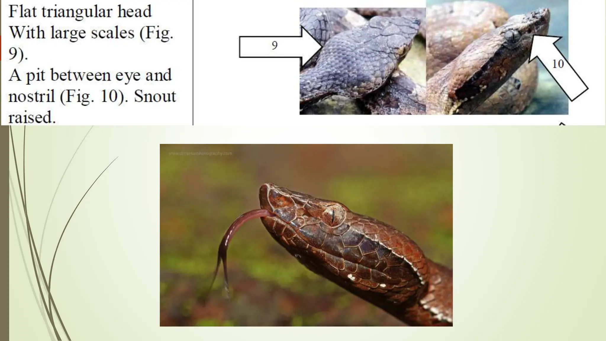 Photo inspiration: Snake Bite Management Pptx Photo Inspiration