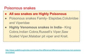 Poisonous snakes
● All sea snakes are Highly Poisonous
● Poisonous snakes Family- Elapidae,Colubridae
and Viperidae
● Highly Venomous snakes in India– King
Cobra,Indian Cobra,Russell’s Viper,Saw
Scaled Viper,Malabar pit viper and Krait.
http://www.walkthroughindia.com/know-the-difference/difference-poisonous-non-poisono
us-snakes/
 