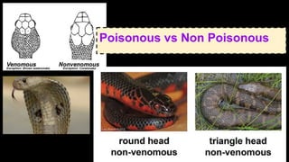 Poisonous vs Non Poisonous
 