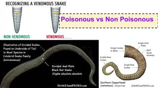 Poisonous vs Non Poisonous
 