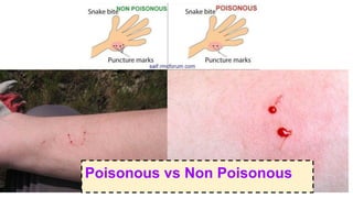 Poisonous vs Non Poisonous
 