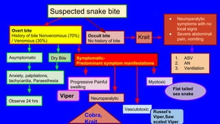 Suspected snake bite
Overt bite
History of bite Nonvenomous (70%)
/ Venomous (30%)
Occult bite
No history of bite
Asymptomatic
Anxiety, palpitations,
tachycardia, Paraesthesia
Observe 24 hrs
● Neuroparalytic
symptoms with no
local signs
● Severe abdominal
pain, vomitingKrait
Dry Bite Symptomatic-
Predominant symptom manifestations
1. ASV
2. AN
3. Ventilation
Progressive Painful
swelling
Neuroparalytic
Myotoxic
Vasculotoxic
Flat tailed
sea snake
Russel’s
Viper,Saw
scaled Viper
Cobra,
Krait
Viper
 