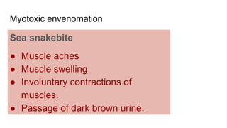 Myotoxic envenomation
Sea snakebite
● Muscle aches
● Muscle swelling
● Involuntary contractions of
muscles.
● Passage of dark brown urine.
 