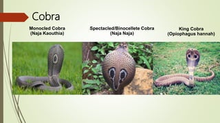 Cobra
Monocled Cobra
(Naja Kaouthia)
Spectacled/Binocellete Cobra
(Naja Naja)
King Cobra
(Opiophagus hannah)
 