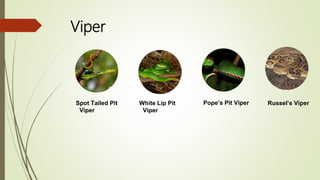 Viper
Spot Tailed Pit
Viper
White Lip Pit
Viper
Pope’s Pit Viper Russel’s Viper
 