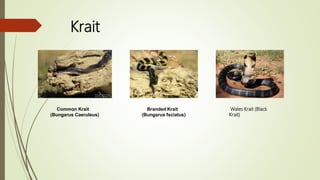 Krait
Common Krait
(Bungarus Caeruleus)
Branded Krait
(Bungarus fsciatus)
Wales Krait (Black
Krait)
 
