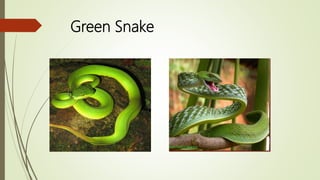 Green Snake
 