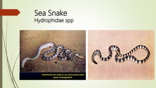 Sea Snake
Hydrophidae spp
 