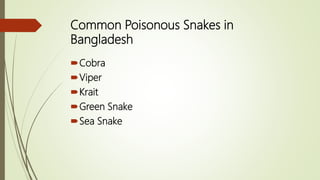 Common Poisonous Snakes in
Bangladesh
Cobra
Viper
Krait
Green Snake
Sea Snake
 