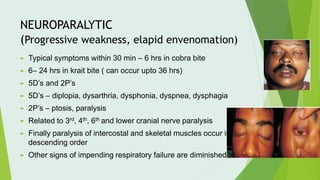 NEUROPARALYTIC
(Progressive weakness, elapid envenomation)
 Typical symptoms within 30 min – 6 hrs in cobra bite
 6– 24 hrs in krait bite ( can occur upto 36 hrs)
 5D’s and 2P’s
 5D’s – diplopia, dysarthria, dysphonia, dyspnea, dysphagia
 2P’s – ptosis, paralysis
 Related to 3rd, 4th, 6th and lower cranial nerve paralysis
 Finally paralysis of intercostal and skeletal muscles occur in
descending order
 Other signs of impending respiratory failure are diminished
 