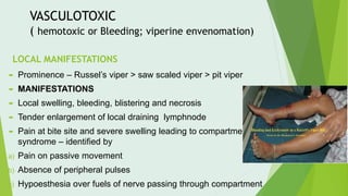 VASCULOTOXIC
( hemotoxic or Bleeding; viperine envenomation)
LOCAL MANIFESTATIONS
 Prominence – Russel’s viper > saw scaled viper > pit viper
 MANIFESTATIONS
 Local swelling, bleeding, blistering and necrosis
 Tender enlargement of local draining lymphnode
 Pain at bite site and severe swelling leading to compartment
syndrome – identified by
a) Pain on passive movement
b) Absence of peripheral pulses
c) Hypoesthesia over fuels of nerve passing through compartment
 