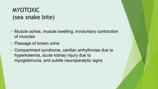 MYOTOXIC
(sea snake bite)
 Muscle aches, muscle swelling, involuntary contraction
of muscles
 Passage of brown urine
 Compartment syndrome, cardiac arrhythmias due to
hyperkalemia, acute kidney injury due to
myoglobinuria, and subtle neuroparalytic signs
 