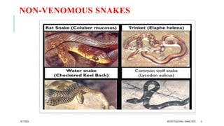 snake bite ppt final pptx snake bite ppt final pptx