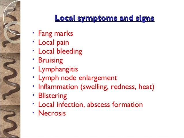 snake bite symptoms aid on snake bite snake bite symptoms aid on snake bite