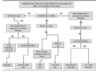 Snake bite protocol | PPTX