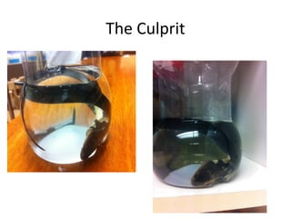 The Culprit
 